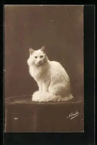 AK Weisse Katze auf einem Podest