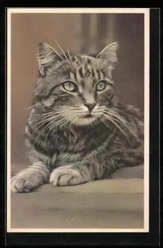 AK Graue Katze mit grünen Augen