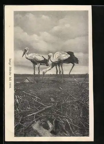 AK Junge Störche im Juli 1916