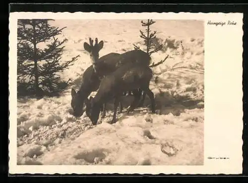 AK Drei Rehe scharren im Schnee nach Nahrung