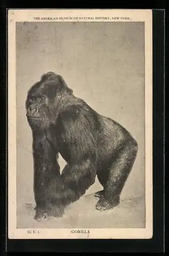 AK Gorilla in the American Museum of Natural History, New York