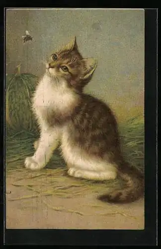 Künstler-AK Katze beobachtet eine Hummel