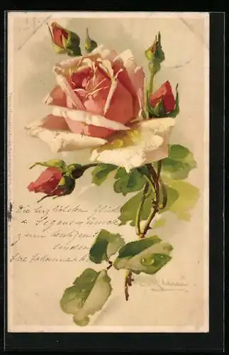 Künstler-AK Catharina Klein: Rosa blühende Rose mit Knospen und grünen Blättern