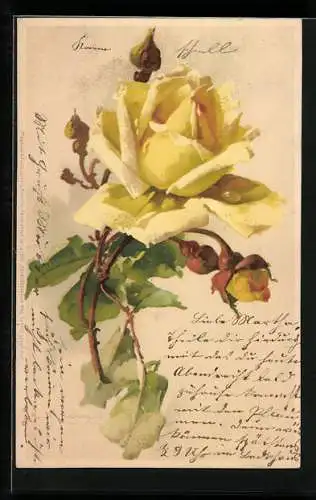 Künstler-AK Catharina Klein: Gelbe Rose mit Knospen und Blättern