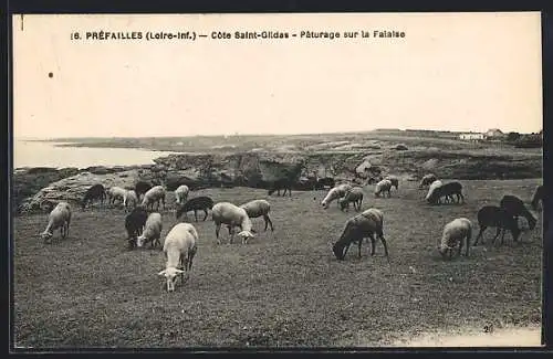 AK Préfailles, Côte Saint-Gildas, Pâturage sur la falaise