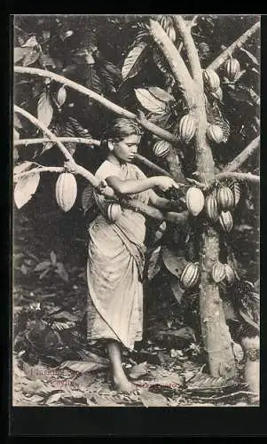 AK Ceylon, Gathering Cocoa, Frau bei der Kakaoernte