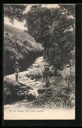 AK Ceylon, A Tea Estate Foot Path