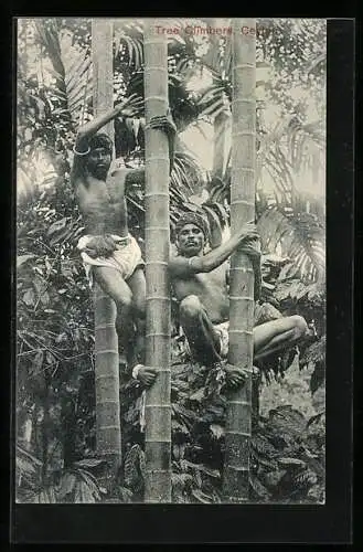 AK Ceylon, Tree Climbers, singhalesische Bambuskletterer