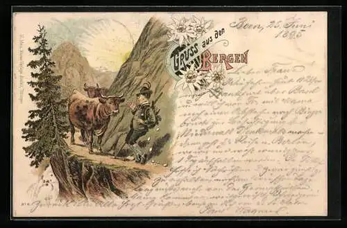 Vorläufer-Lithographie Bergsteiger trifft auf einem schmalen Bergpfad auf zwei Rinder, 1895