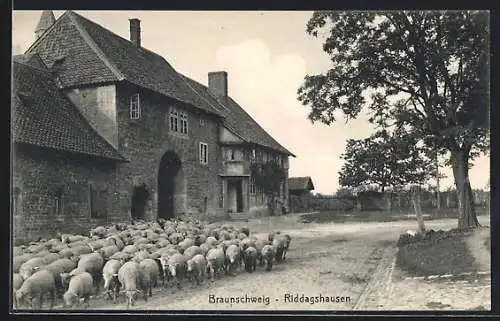 AK Braunschweig-Riddagshausen, Ortspartie mit Schafherde