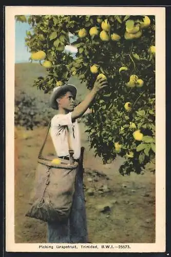 AK Trinidad, Picking Grapefruit