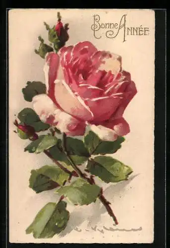 Künstler-AK Catharina Klein: Rose blühende Rose mit Blättern und Knospen