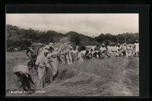 AK Reaping Paddy, Ceylon