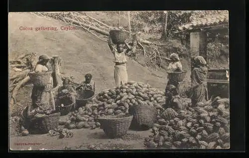 AK Sri Lanka, Cocoa gathering