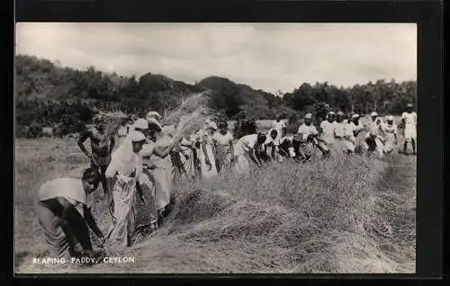 AK Reaping Raddy, Ceylon, Reisernte