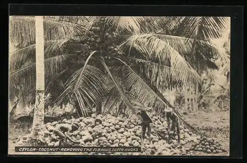 AK Ceylon, Natives removing the fibrous outer husks of coconuts