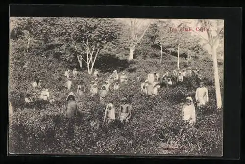 AK Ceylon, Tea Estate with workers