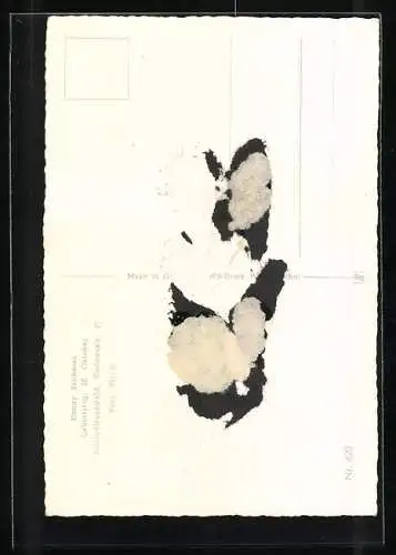 AK Musikerin Porträt Conny Froboess