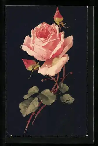Künstler-AK Catharina Klein: Rose mit Knospen und grünen Blättern auf schwarzem Hintergrund