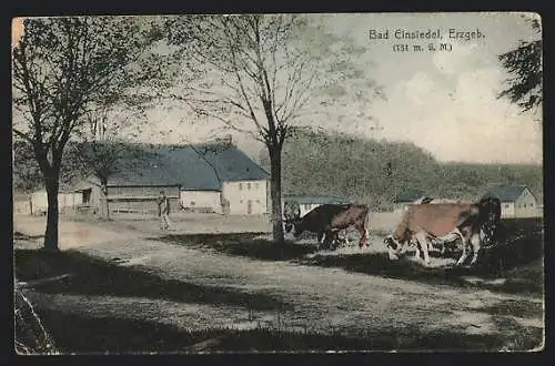 AK Bad Einsiedel /Erzgeb., Am Dorf weidende Rinder