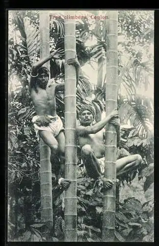 AK Sri Lanka, Colombo, Tree climbers, Männer klettern in den Bäumen