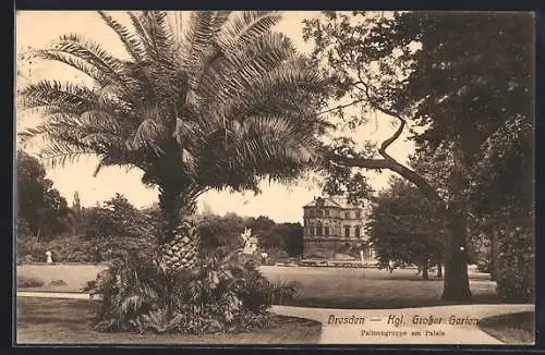 AK Dresden, Kgl. Grosser Garten mit Palmengruppe am Palais