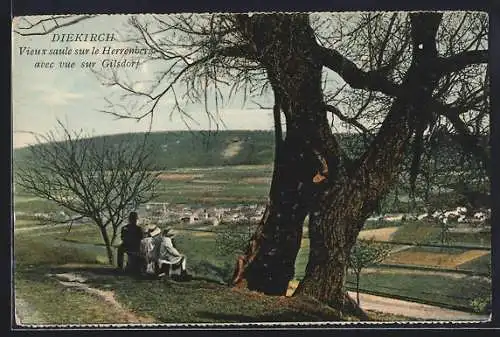 AK Diekirch, Vieux saule sur le Herrenberg avec vue sur Gilsdorf