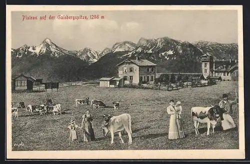 AK Gaisberg, Plateau auf der Gaisbergspitze mit Kühen