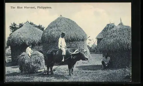 AK Philippines, The Rice Harvest