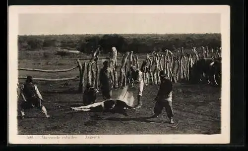AK Argentina, Marcando caballos, Viehzüchter brandmarken ein Rind
