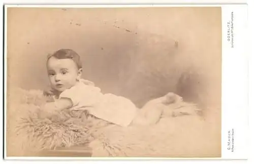 Fotografie C. Mader, Görlitz, Schützenstrasse 1, Baby auf pelzigem Untergrund liegend