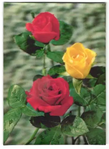 3D-AK Roses