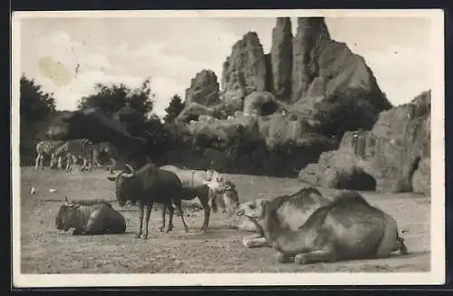 AK Stellingen-Hamburg, Carl Hagenbeck`s Tierpark, Heufressergehege, Zebras, Gnus und Dromedare