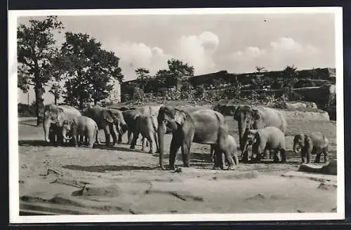 AK Hamburg-Stellingen, Hagenbeck`s Tierpark, Elefant-Freisichtanlage