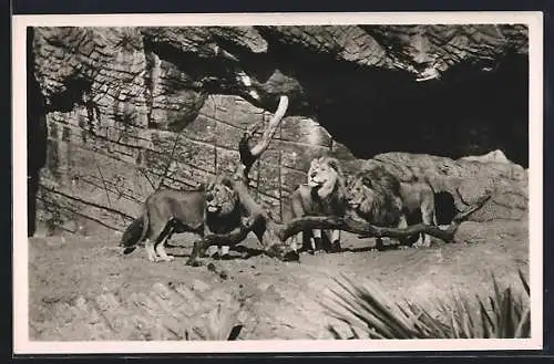 AK Hamburg-Stellingen, Löwenschlucht in Carl Hagenbeck`s Tierpark