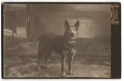 Fotografie M. Appel, Berlin, Neue Königstr. 1, Hundeporträt, Schäferhund blickt aufmerksam zum Fotograf