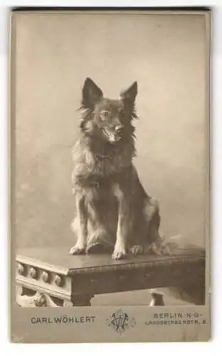 Fotografie Carl Wöhlert, Berlin, Landsbergerstr. 8, Hund, Spitz-Mischling auf Holztisch sitzend