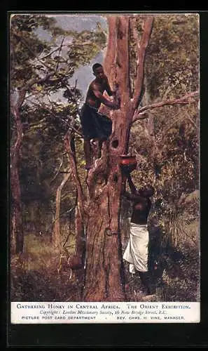 AK Gathering Honey in Central Africa