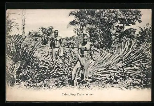 AK Extracting Palm Wine