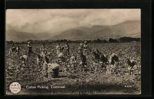 AK Transvaal, Cotton Picking