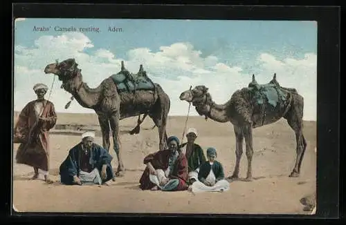 AK Aden, Arab Camels resting