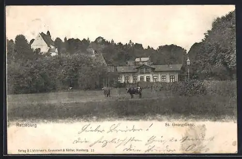 AK Ratzeburg, St. Georgsberg und weidende Kühe