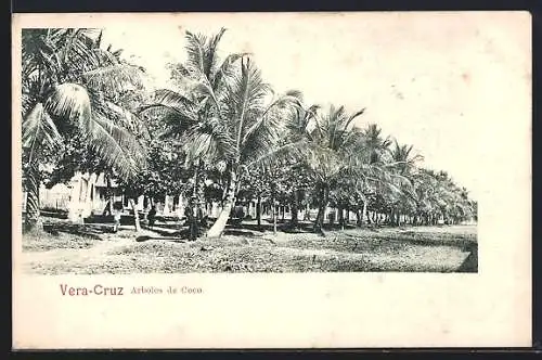 AK Vera-Cruz, Arboles de Coco