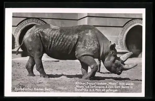 AK Berlin, Zoologischer Garten, Afrikanisches Doppelnashorn Mtoto