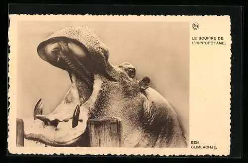 AK Le Sourire de L`Hippopotame