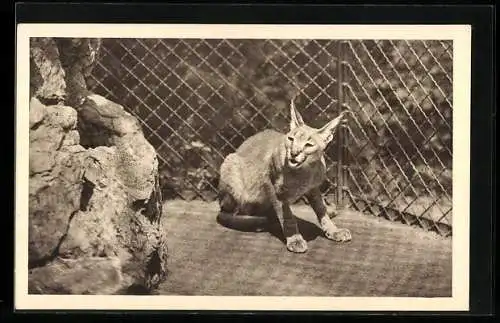 AK Ein Wüstenluchs in einem Käfig