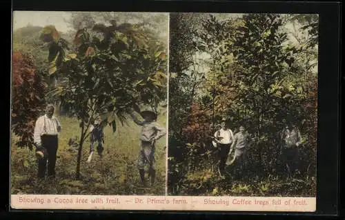 AK Panama, Dr. Prima`s farm, Showing a Cocoa tree with fruit & Coffee trees full of fruit, Kaffee & Kakao