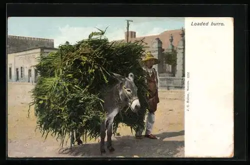 AK Mexico, Loaded Burro, bepacktes Maultier