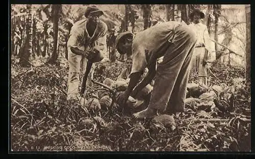 AK Trinidad, Husking Coconuts