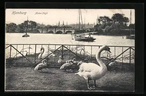 AK Hamburg, Schwan-Familie im Alsteridyll